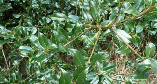 Houx. Ilex aquifolium.