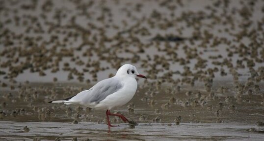 Mouette rieuse