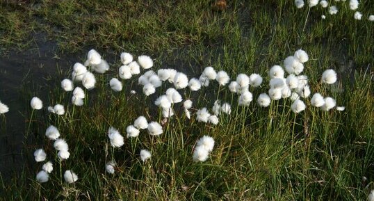 Linaigrette