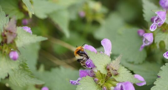 Bourdon sur un lamier