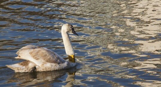 Cygne bagué 6UA2