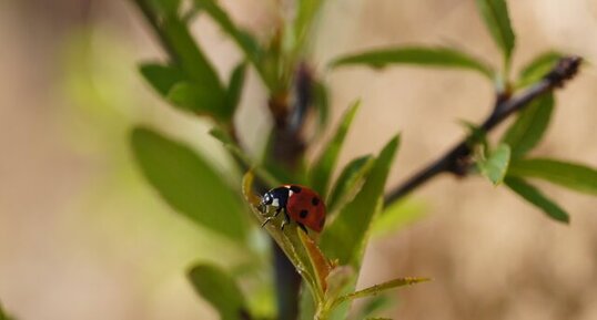 Coccinelle à 7 points