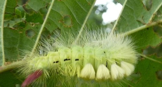 Elkneria pudibunda (puribonde)