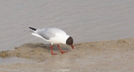 Mouette rieuse