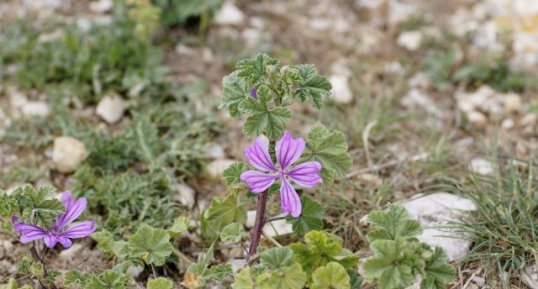 Mauve sylvestre