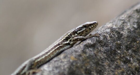 Lézard des murailles - sous réserve