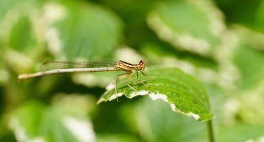 Agrion blanchâtre femelle