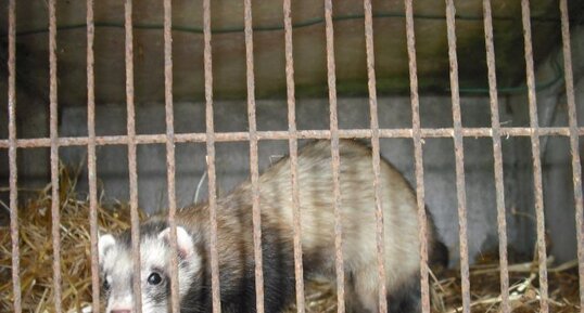 Furet