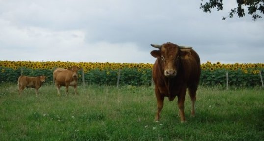 Vache, veau, taureau.