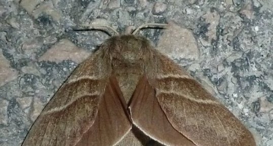 Bombyx de la ronce, Macrothylacia rubi - Noctuelle