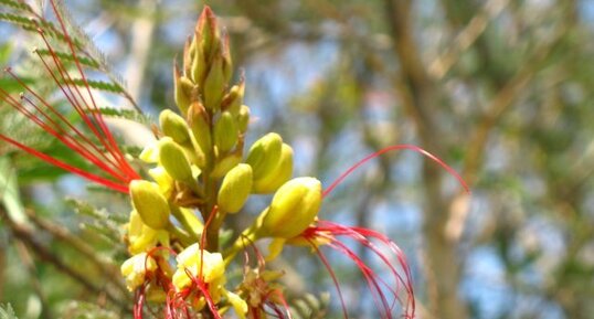 Fleur de Caesalpinia gilliesii