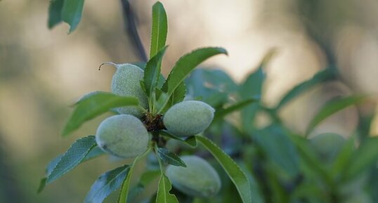 Jeunes amandes