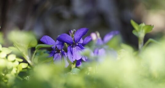 Violette odorante