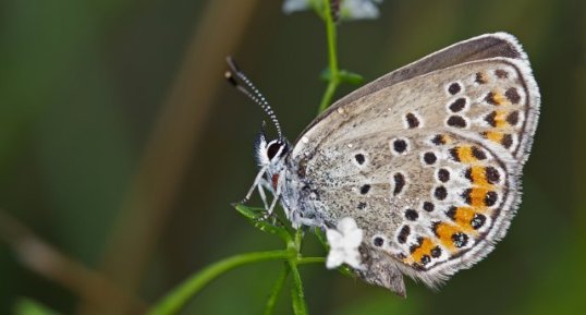 Plebejus argus - L'Azuré de l'ajonc