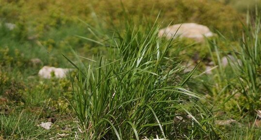 Brachypodium sp.