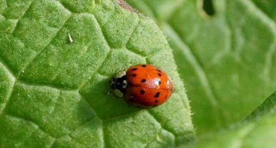 Harmonia axyridis