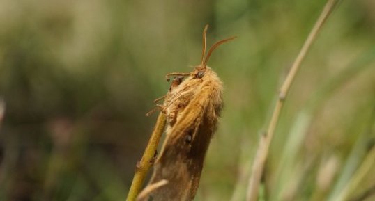 Lasiocampa quercus - sous réserve