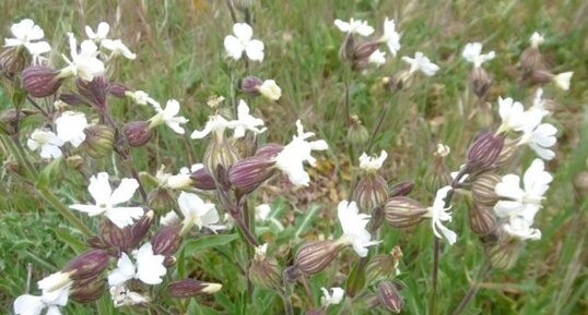 Silène latifolia (compagnon blanc)