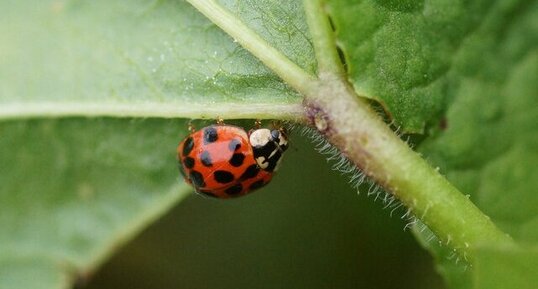 Autre phénotype d'Harmonia axyridis