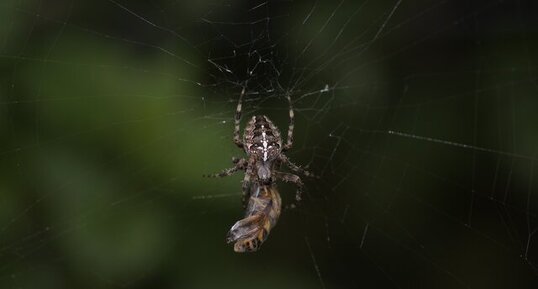 Araneus diadematus vs helophilus pendulus