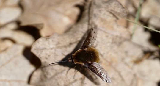 Bombyle bicolor