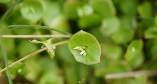 Claytonia perfoliata - sous réserve