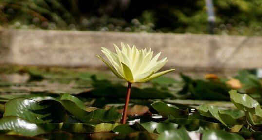 Fleur de Nénuphar sp.