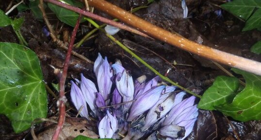 Fleur violette inconnue