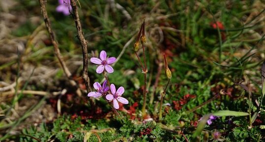 Erodium sp.