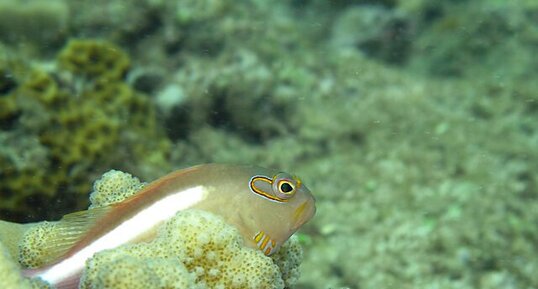 Poisson-épervier (Paracirrhites arcatus)