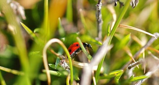 Coccinelle à 7 points