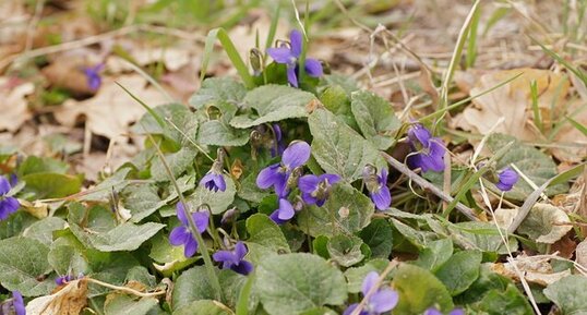 Violette odorante - sous réserve