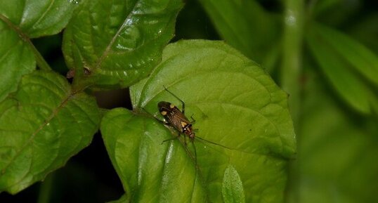 Rhabdomiris striatellus