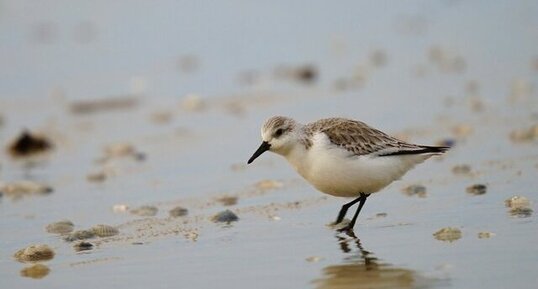 Bécasseau sanderling