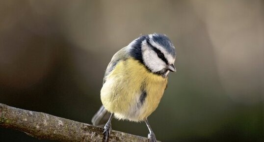 Mésange bleue