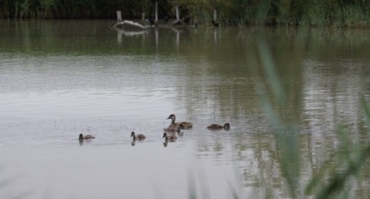 Netta rufina family