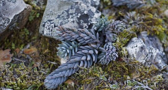 Sedum sediforme