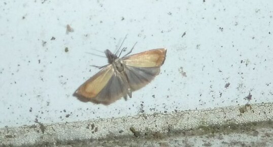 Agriphila straminella.Noctuelle.