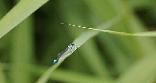 Agrion élégant - mâle