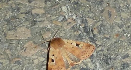 Autographa gamma