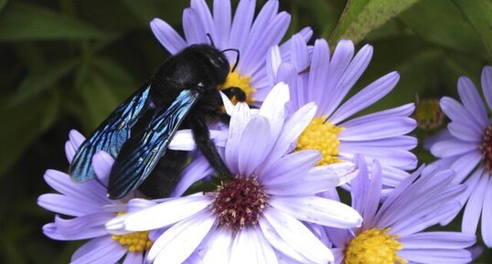 Abeille charpentière