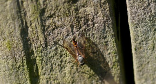 Rhagio scolopacea - sous réserve