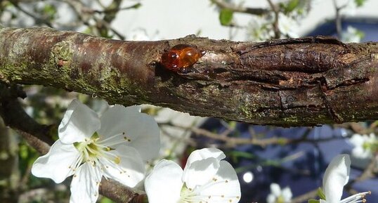 Fleurs de Prunier.