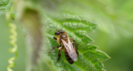 Abeille solitaire