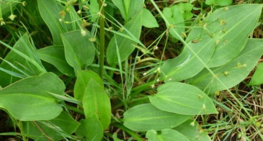 Plantain d'eau (alisma plantago aquatica)