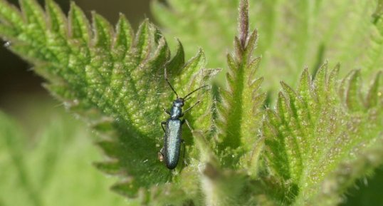 Oedemera virescnes - sous réserve