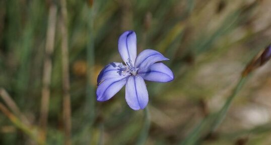 Fleur d'Aphyllante de Montpellier