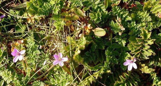 Erodium bec de grue