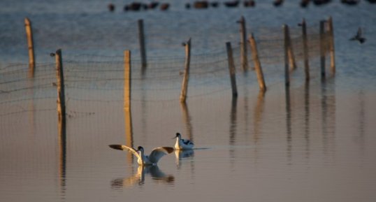 Avocettes élégantes