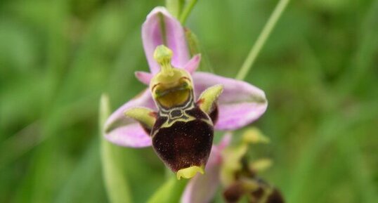 Orchidée sauvage - Ophrys abeille